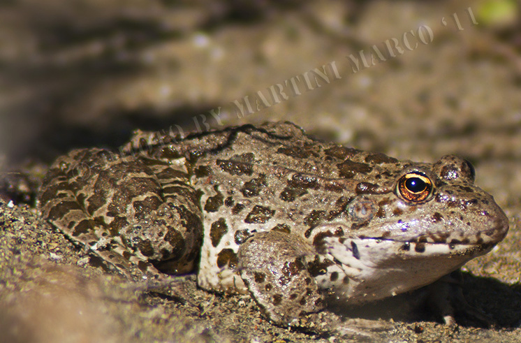 Identificazione rana - Pelophylax ridibundus (Romagna)